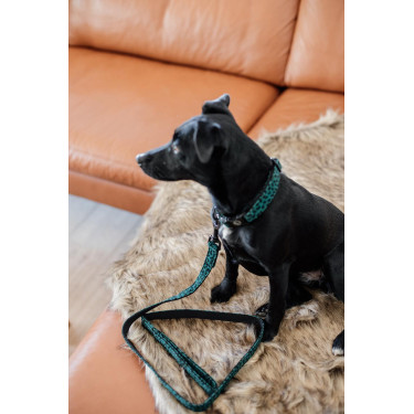 Laisse pour chien Léopard Kentucky Vert sapin Laisse pour chien Léopard Kentucky Vert sapin