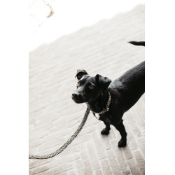 Kentucky Leoparden hondenriem Donkergroen