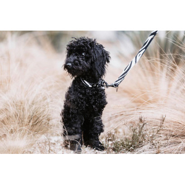 Laisse pour chien Zebra Kentucky