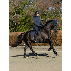 Tapis LeMieux ProSport Dressage SQ Plain Standard Strap Marine Bleu marine