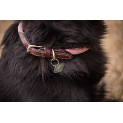 Collier pour chien Penelope Billie Rose / lurex