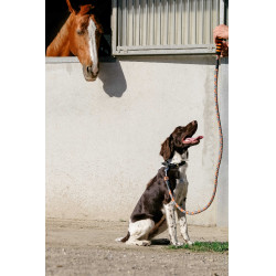 Laisse pour chien avec poignée Equithème Haspen Noir / poignée orange