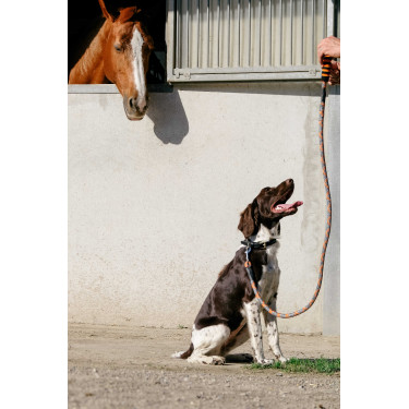 Laisse pour chien avec poignée Equithème Haspen Noir / poignée orange