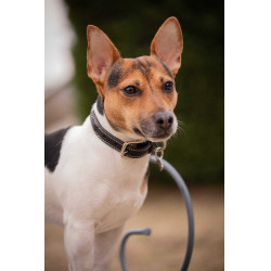 Collier pour chien Pénélope Olie Havane Marron