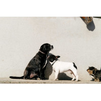 Halsband en riem voor hond EQUITHÈME - Max Bruin