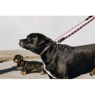 Halsband en riem voor hond EQUITHÈME - Max Bruin