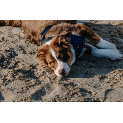 Harnais pour chien Riding World Simba Marine Bleu marine