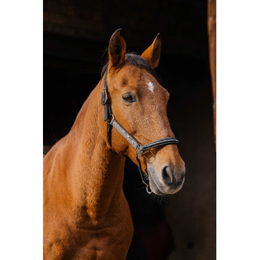 Nylon halster Equithème Domino Koper Bruin Nylon halster Equithème Domino Koper Bruin