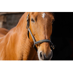 Nylon halster Equithème Domino Koper Bruin Nylon halster Equithème Domino Koper Bruin
