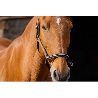 Nylon halster Equithème Domino Koper Bruin Nylon halster Equithème Domino Koper Bruin