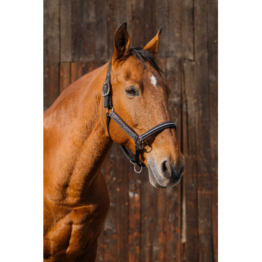 Licol nylon Equithème Domino Violet