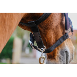 Nylon halster Equithème Domino Violet Nylon halster Equithème Domino Violet