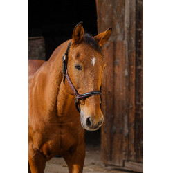 Licol nylon Equithème Domino Bordeaux