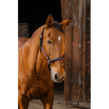 Nylon halster Equithème Domino Bordeaux Nylon halster Equithème Domino Bordeaux