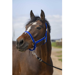 Halster Equithème Nylon light Koningsblauw Halster Equithème Nylon light Koningsblauw
