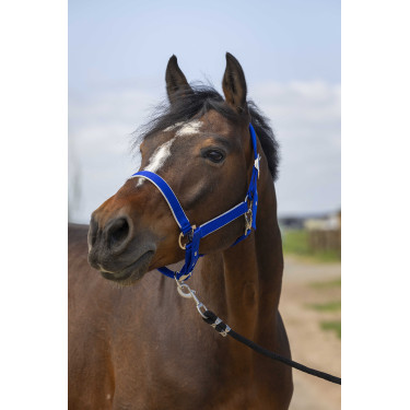 Halster Equithème Nylon light Koningsblauw Halster Equithème Nylon light Koningsblauw