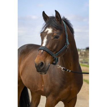 Licol Equithème Nylon Strass Vert