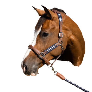 Licol Antares stressless gréné Malt