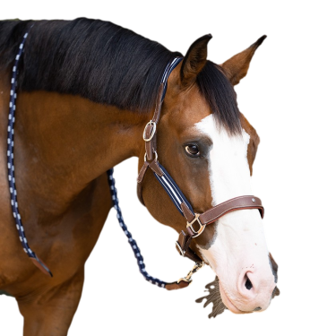 Antares stressless halster met nerfpatroon Mout