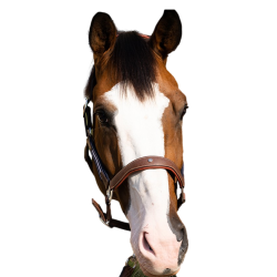 Licol Antares stressless gréné Malt