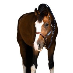 Licol Antares stressless gréné Malt