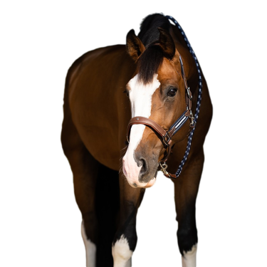 Licol Antares stressless gréné Malt