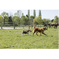Leren halsband Diego & Louna voor hond Natuurlijk Bruin