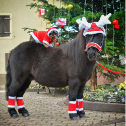 Kerstorenmuts in de vorm van rendiergewei
