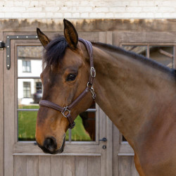 Licol Cuir Extra Souple Working By Dy'on Brun Marron