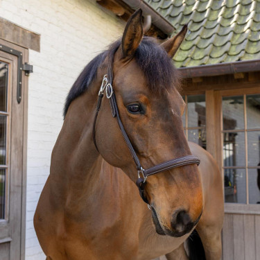 Licol De Pansage Working By Dy'on Marron