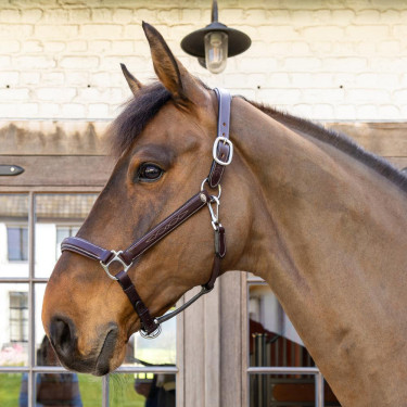 Licol Fancy Dy'on Marron