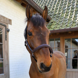 Licol Fancy Dy'on Marron