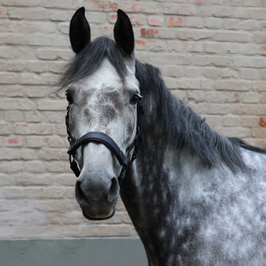 Licol Lami-Cell Flexicare Noir