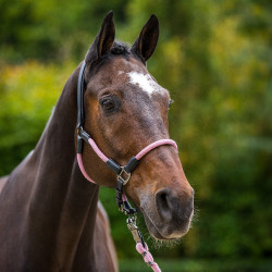 Licol HV Polo Franka Jolie rose Licol HV Polo Franka Jolie rose