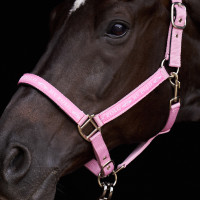 Licol HV Polo Nena Jolie rose