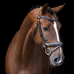 Hoofdstel Imperial Riding met gebogen Engels neusriem Bruin