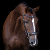 Hoofdstel Imperial Riding met lage ergonomische gecombineerde neusriem Bruin Hoofdstel Imperial Riding met lage ergonomische gecombineerde neusriem Bruin