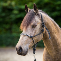 HV Polo Lamu halster Zwart