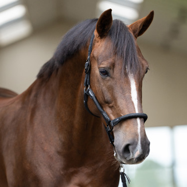 Halster Imperial Riding Laura Zwart