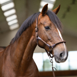 Halster Imperial Riding Laura Chocolade Bruin