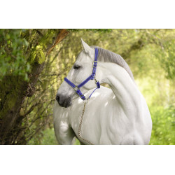 Licol Mustang Covalliero Bleu roi / noir