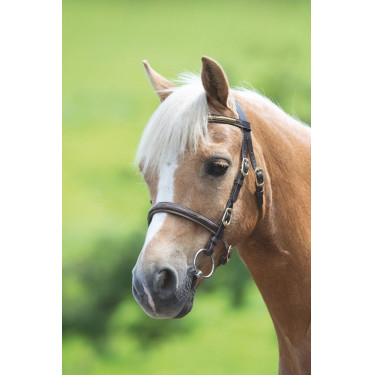 Bridon de présentation clincher Shires Velociti Gara