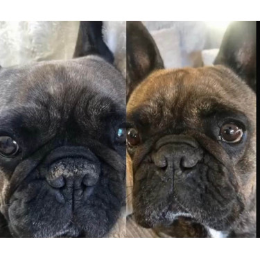 Baume truffe Nellumbo chiens et chats Baume truffe Nellumbo chiens et chats