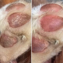 Baume coussinets Nellumbo chiens et chats
