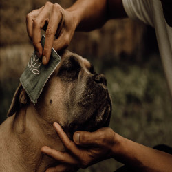 Nellumbo reinigingslotion voor honden en katten