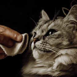 Lotion nettoyante Nellumbo chiens et chats