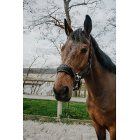 Halster Equithème Control Zwart
