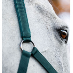 Halster en longeerlijn Horseware Groen dynastie Halster en longeerlijn Horseware Groen dynastie