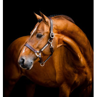 Lederen halster Horseware Signature Bruin