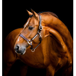 Licol en cuir Horseware Signature Marron